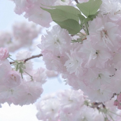 兽设自然元素结合兽圈群